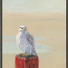 Gyrfalcon