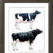 Holstein-Friesian