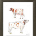 Red Holstein