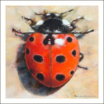 Coccinella undecimpunctata