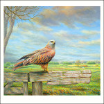 Red kite